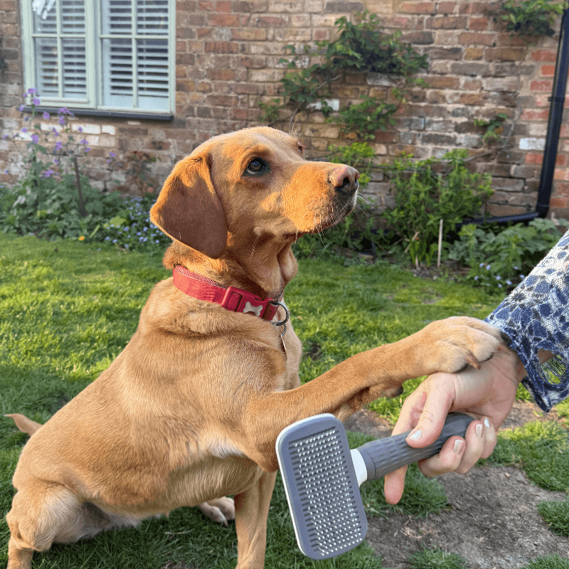 Roveroo™ Grooming Brush